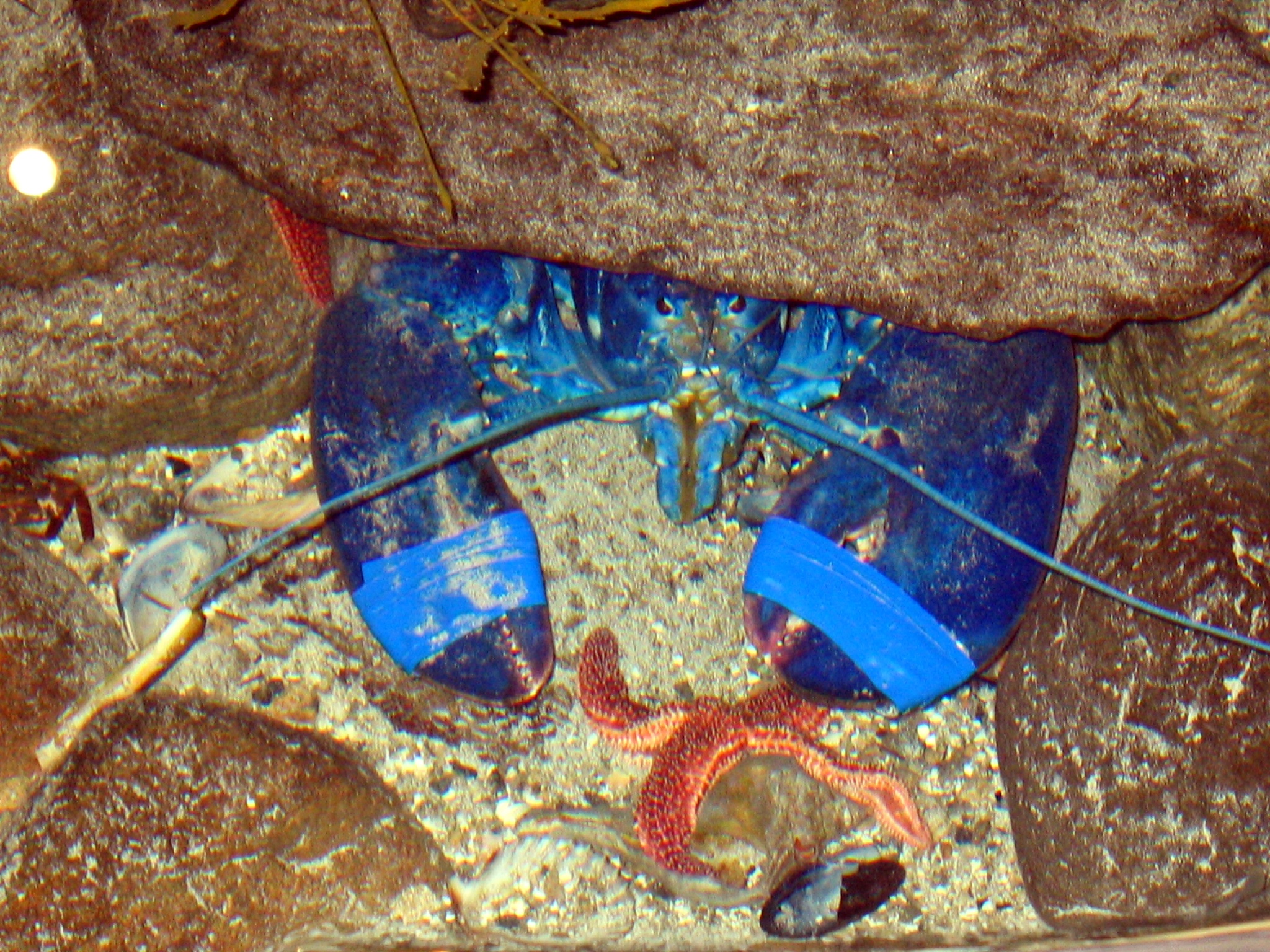 blue Lobster blue Lobster